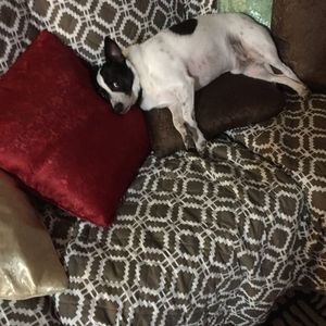 Meet your Posher, Samuel